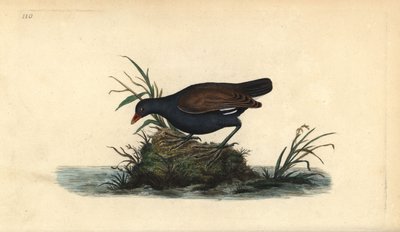 Waterhoen, Gallinula chloropus door Edward Donovan