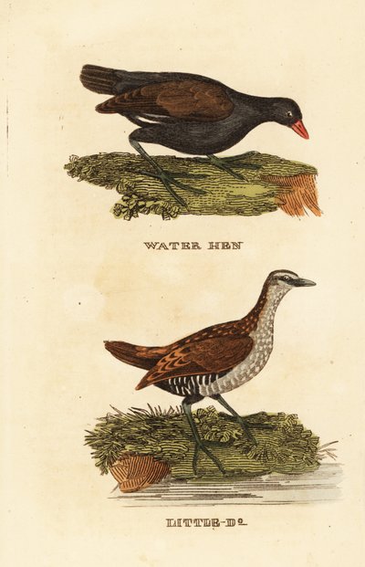 Waterhoen, Gallinula chloropus, en porseleinhoen, Porzana porzana door Edward Donovan