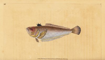 Gewone pieterman, Trachinus draco door Edward Donovan