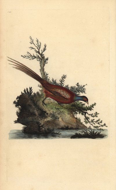 Fazant, Phasianus colchicus door Edward Donovan