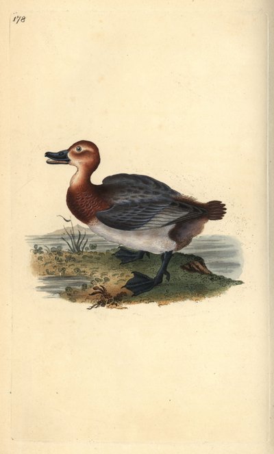 Tafeleend of roodkopwigeon, Aythya ferina (vrouwelijk) door Edward Donovan