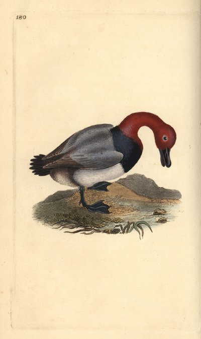 Tafeleend of roodkopwigeon, Aythra ferina (mannetje). Handgekleurde koperplaat getekend en gegraveerd door Edward Donovan uit zijn eigen Natural History of British Birds, Londen door Edward Donovan