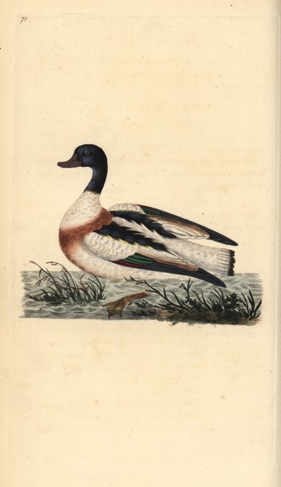 Bergeend, Tadorna tadorna door Edward Donovan