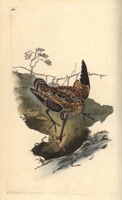 Watersnip, Gallinago gallinago, vangt een worm. Handgekleurde kopergravure getekend en gegraveerd door Edward Donovan uit zijn Natural History of British Birds, Londen door Edward Donovan