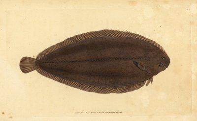 Tong of Dover tong, Solea solea (Pleuronectes solea). Handgekleurde kopergravure getekend en gegraveerd door Edward Donovan uit zijn Natural History of British Fishes, Donovan en F.C. en J. Rivington, Londen door Edward Donovan