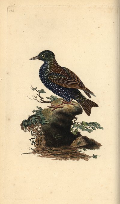 Spreeuw, Sturnus vulgaris. Handgekleurde kopergravure getekend en gegraveerd door Edward Donovan uit zijn eigen 