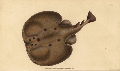 Gewone torpedo of oogrog, Raja torpedo. Handgekleurde koperplaat getekend en gegraveerd door Edward Donovan uit zijn Natural History of British Fishes, Donovan en F.C. en J. Rivington, Londen door Edward Donovan