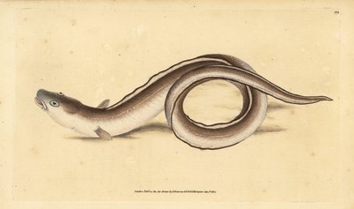 Kongeraal, Muraena conger. Handgekleurde kopergravure getekend en gegraveerd door Edward Donovan uit zijn Natural History of British Fishes, Donovan en F.C. en J. Rivington, Londen door Edward Donovan
