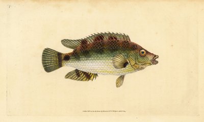 Kurkwing lipvis, Symphodus melops (Goldfinny, Labrus cornubius). Handgekleurde koperplaat getekend en gegraveerd door Edward Donovan uit zijn Natural History of British Fishes, Donovan en F.C. en J. Rivington, Londen door Edward Donovan