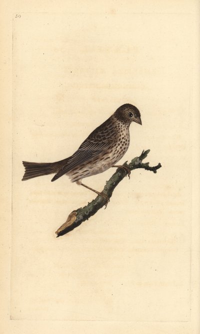 Grauwe gors, Miliaria calandra. Handgekleurde koperplaat getekend en gegraveerd door Edward Donovan uit zijn Natural History of British Birds, Londen door Edward Donovan