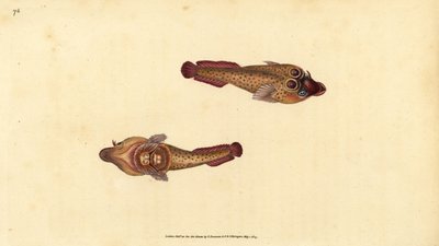 Cornische zuignap, Lepadogaster purpurea door Edward Donovan