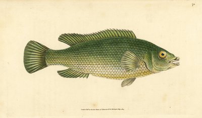 Koekooslipvis, Labrus mixtus (Gestreepte lipvis, Labrus lineatus). Handgekleurde koperplaat getekend en gegraveerd door Edward Donovan uit zijn Natural History of British Fishes, Donovan en F.C. en J. Rivington, Londen door Edward Donovan