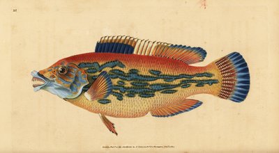 Koekoeklipvis, Labrus mixtus (Gestreepte lipvis, Labrus variegatus). Handgekleurde koperplaat getekend en gegraveerd door Edward Donovan uit zijn Natural History of British Fishes, Donovan en F.C. en J. Rivington, Londen door Edward Donovan