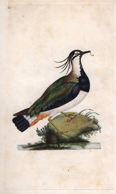 Kievit. Vanellus vanellus (Tringa vanellus). Kopergravure door Edward Donovan (1768-1837), gepubliceerd in Histoire naturelle des oiseaux britanniques, Londen door Edward Donovan