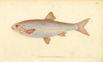 Winde, Leuciscus leuciscus (Cyprinus leuciscus). Handgekleurde kopergravure getekend en gegraveerd door Edward Donovan uit zijn Natural History of British Fishes, Donovan en F.C. en J. Rivington, Londen door Edward Donovan