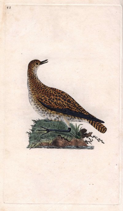 Goudplevier, Pluvialis apricaria door Edward Donovan