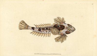 Draakvis, Callionymus lyra door Edward Donovan