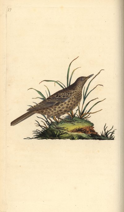 Donkere leeuwerik, Pinarocorys nigricans door Edward Donovan