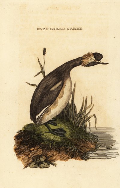 Geoorde fuut, volwassen, Podiceps auritus door Edward Donovan
