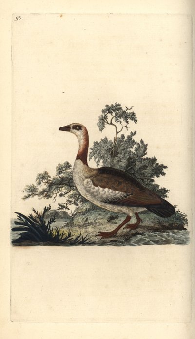 Nijlgans, Alopochen aegyptiacus door Edward Donovan