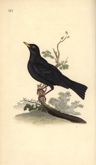 Merel, Turdus merula door Edward Donovan