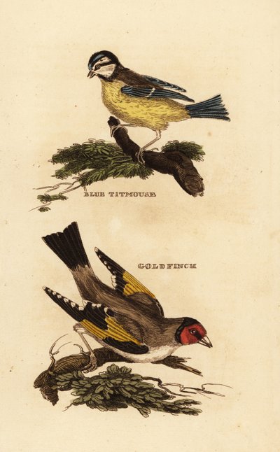 Pimpelmees, Cyanistes caeruleus, en distelvink, Carduelis carduelis door Edward Donovan