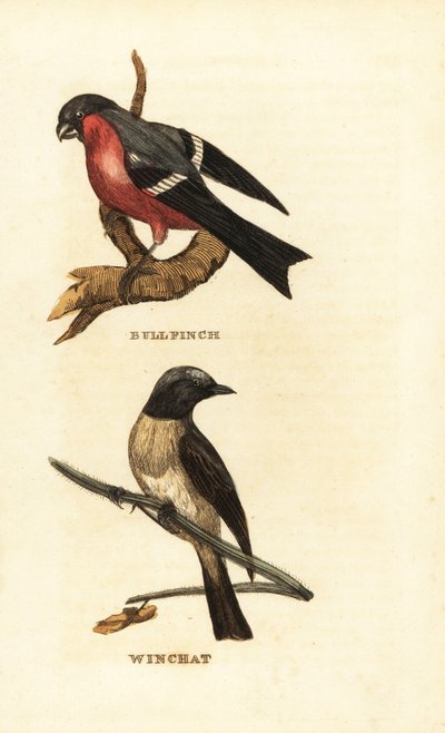 Goudvink, Pyrrhula pyrrhula, en paapje, Saxicola rubetra door Edward Donovan