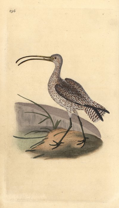 Wulp, Numenius arquata door Edward Donovan