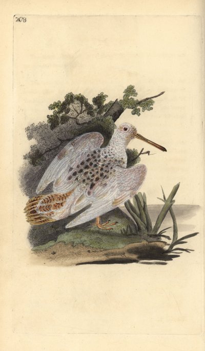 Europese houtsnip, Scolopax rusticola door Edward Donovan