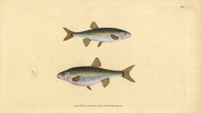 Eurasische elrits, Phoxinus phoxinus (Elrits, Cyprinus phoxinus). Handgekleurde koperplaat getekend en gegraveerd door Edward Donovan uit zijn Natural History of British Fishes, Donovan en F.C. en J. Rivington, Londen door Edward Donovan