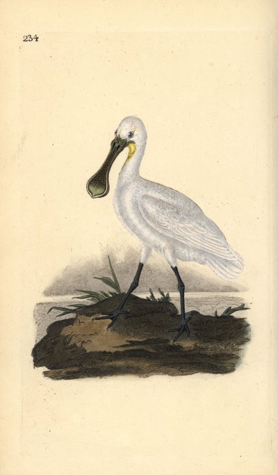 Lepelaar, Platalea leucorodia. Handgekleurde kopergravure getekend en gegraveerd door Edward Donovan uit zijn Natural History of British Birds, Londen door Edward Donovan