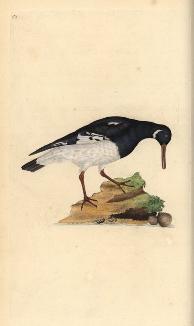 Scholekster, Haematopus ostralegus door Edward Donovan