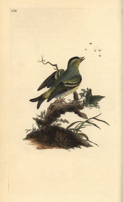 Europese sijs, Carduelis spinus. Handgekleurde koperplaat getekend en gegraveerd door Edward Donovan uit zijn eigen Natural History of British Birds, Londen door Edward Donovan