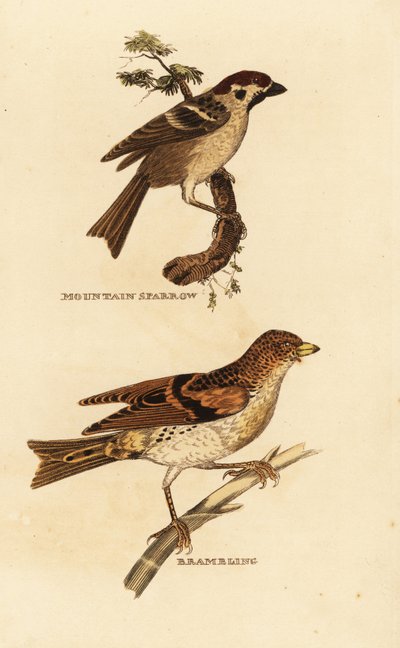 Eurasische huismus, Passer montanus, en keep, Fringilla montifringilla door Edward Donovan