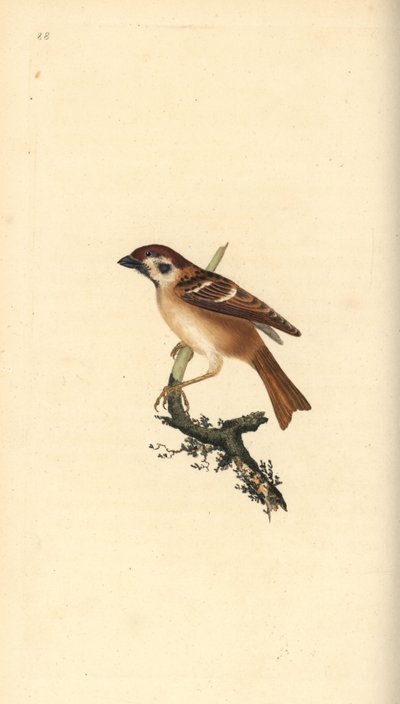 Euraziatische boommus, Passer montanus door Edward Donovan