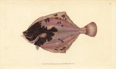 Europese bot, Platichthys flesus. Handgekleurde kopergravure getekend en gegraveerd door Edward Donovan uit zijn Natural History of British Fishes, Donovan en F.C. en J. Rivington, Londen door Edward Donovan