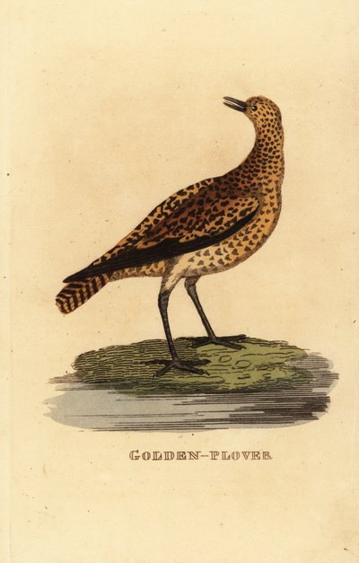Goudplevier, Pluvialis apricaria door Edward Donovan