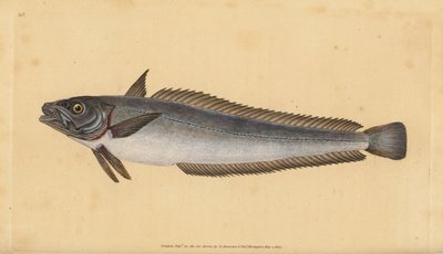 Europese heek, Merluccius merluccius door Edward Donovan