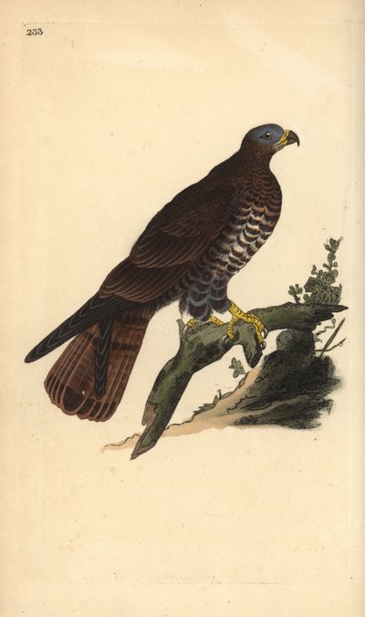 Wespendief, Pernis apivorus. Handgekleurde koperplaat getekend en gegraveerd door Edward Donovan uit zijn eigen Natural History of British Birds, Londen door Edward Donovan