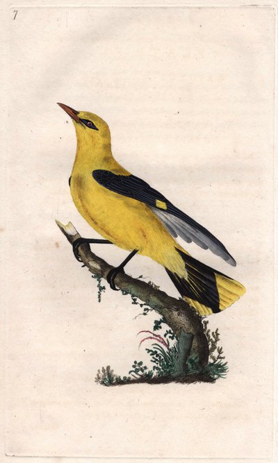 Europese wielewaal, Oriolus oriolus door Edward Donovan