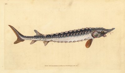 Europese of gewone steur. Ernstig bedreigd. Handgekleurde koperplaat getekend en gegraveerd door Edward Donovan uit zijn Natural History of British Fishes, Donovan en F.C. en J. Rivington, Londen door Edward Donovan