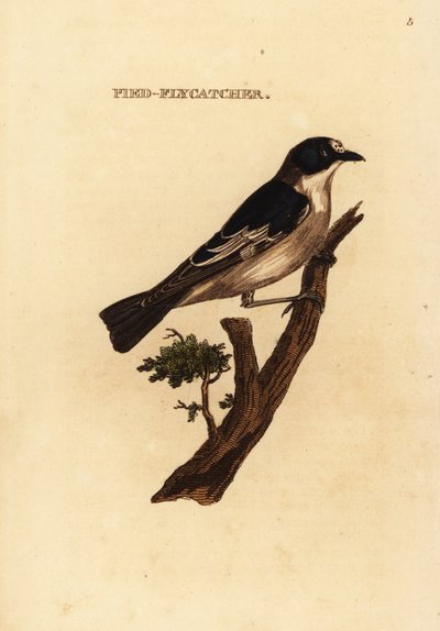 Bonte vliegenvanger, Ficedula hypoleuca door Edward Donovan