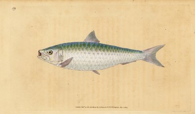 Europese sardine, Sardina pilchardus door Edward Donovan