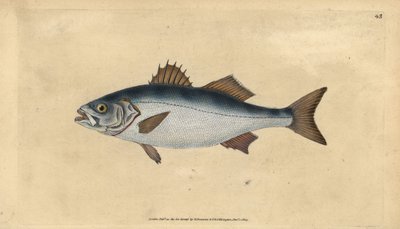 Europese zeebaars, Dicentrarchus labrax (Basse, Perca labrax). Handgekleurde koperplaat getekend en gegraveerd door Edward Donovan uit zijn Natural History of British Fishes, Donovan en F.C. en J. Rivington, Londen door Edward Donovan