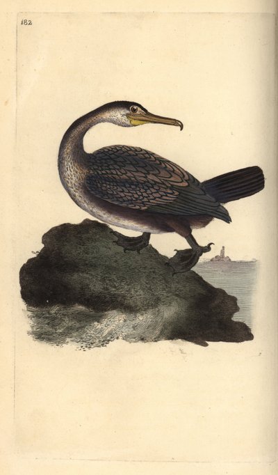 Kuifaalscholver, Phalacrocorax aristotelis. Handgekleurde koperplaat getekend en gegraveerd door Edward Donovan uit zijn eigen Natural History of British Birds, Londen door Edward Donovan