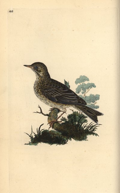 Boomleeuwerik, Alauda minor (of Boompieper, Anthus trivialis?) door Edward Donovan