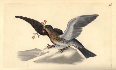 Kramsvogel, Turdus pilaris. Handgekleurde koperplaat getekend en gegraveerd door Edward Donovan uit zijn eigen “Natural History of British Birds,” Londen door Edward Donovan