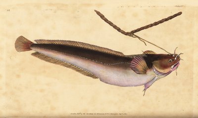 Vijfbaardkabeljauw, Ciliata mustela (Vijfbaardkabeljauw, Gadus mustela). Handgekleurde kopergravure getekend en gegraveerd door Edward Donovan uit zijn Natural History of British Fishes, Donovan en F.C. en J. Rivington, Londen door Edward Donovan