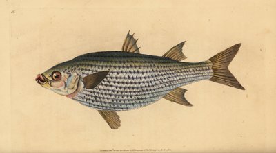 Platkop harder, Mugil cephalus door Edward Donovan
