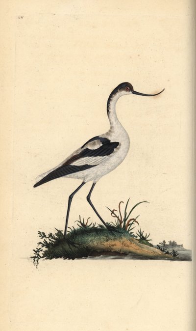 Kluut, Recurvirostra avosetta. Handgekleurde koperplaat getekend en gegraveerd door Edward Donovan uit zijn Natural History of British Birds, Londen door Edward Donovan